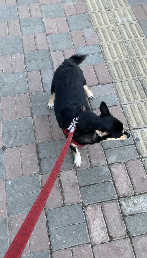 小犬乍行嫌路窄的典故