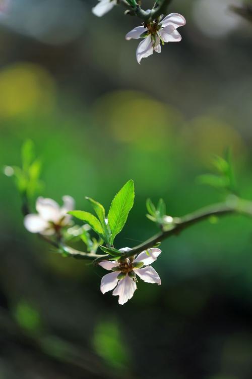 三月份是哪个季节