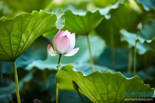 一年里哪个月份叫仲夏哪个月叫初夏