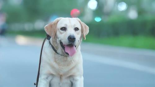 警花与警犬救樱桃出山洞哪一集