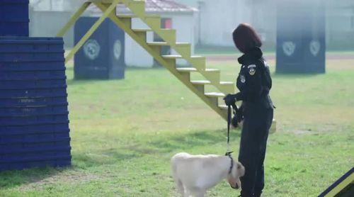 警花与警犬樱桃嗅出桑塔纳有问题