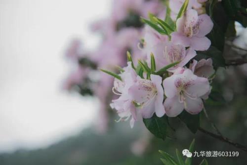 古蜀皇帝杜宇，给杜鹃花是什么关系