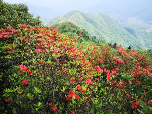 宜昌哪里的杜鹃花最壮观