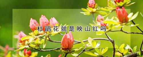 映山红就是杜鹃花吗