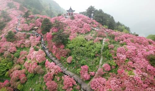 杜鹃古名