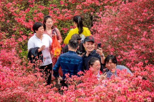 杜鹃花怎么表达爱国之情