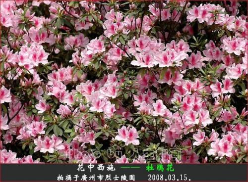 杜鹃花粉的如同什么