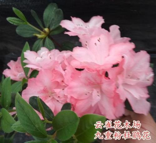 杜鹃花粉色有毒吗