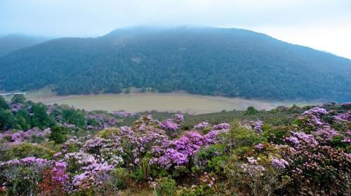 杜鹃花在海拔