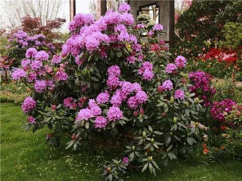 杜鹃花照样子写句子怎么写