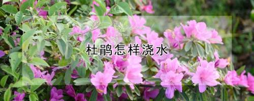 杜鹃花浇水太多如何补救