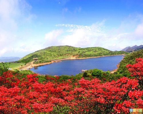 凤凰天池杜鹃花开什么花