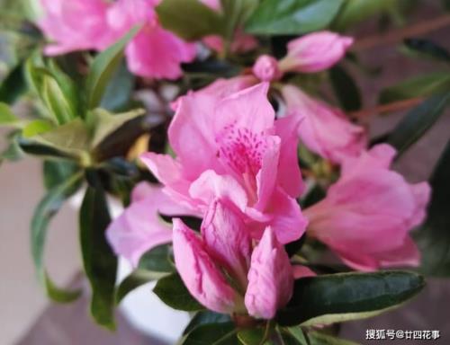 杜鹃花的优势和缺点