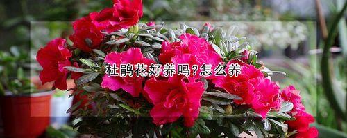 杜鹃花怎么嫁接