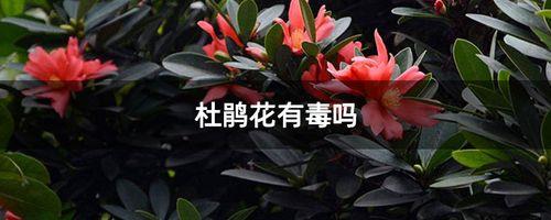 毛杜鹃花有毒吗