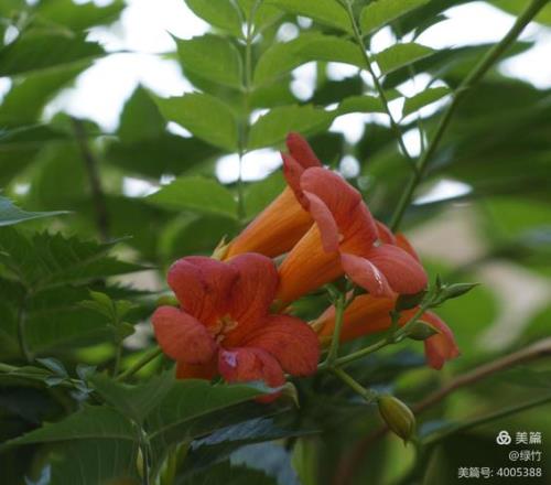 紫藤花别名叫凌霄吗