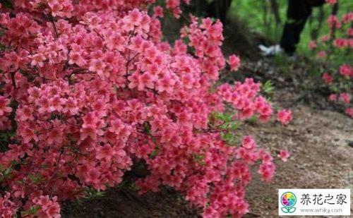 杜鹃花有毒吗适不适合作为家居植物来养呢