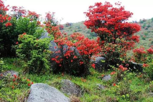 野杜鹃花寓意