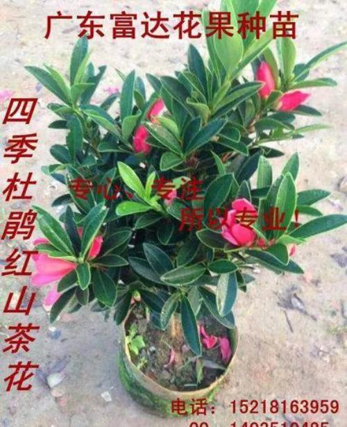 四季红山茶花有毒吗