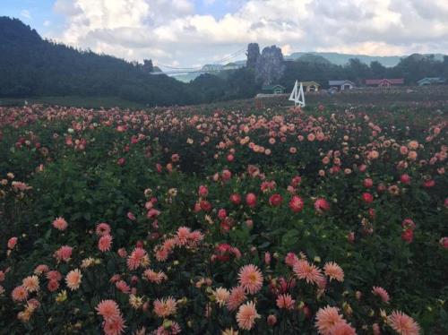 百里杜鹃避暑住哪里最好