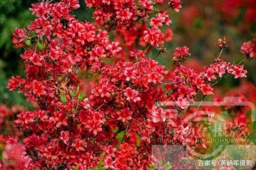 照样子写句子梨花白得如雪一样杜鹃花怎么怎么样