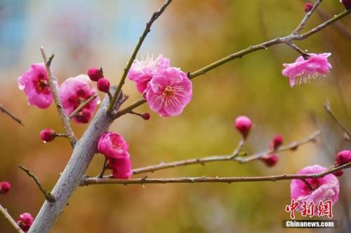 梅花可以预测天气吗