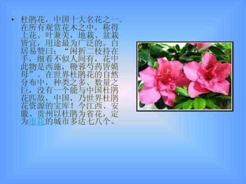 杜鹃花样子的介绍