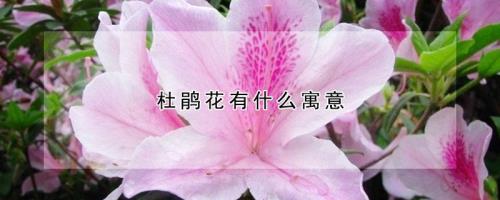 杜鹃花与杜鹃鸟的寓意是什么