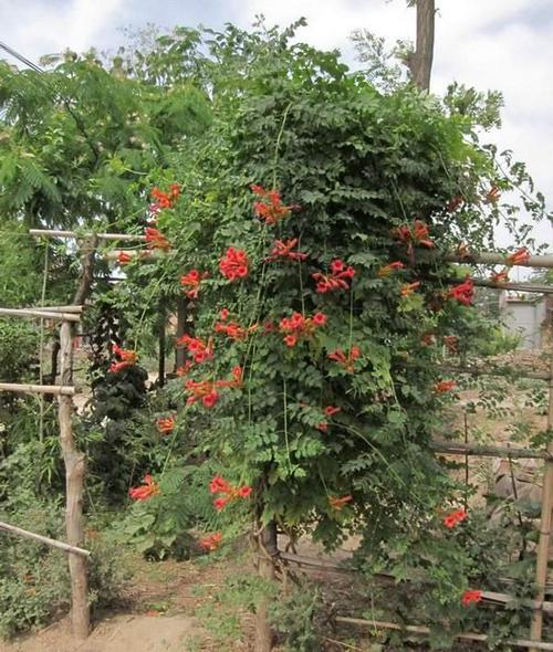 凌霄花依附什么树