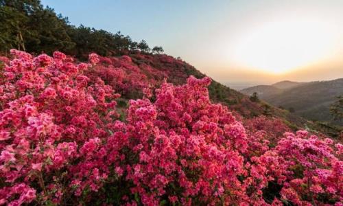 杜鹃花在东北能栽活吗