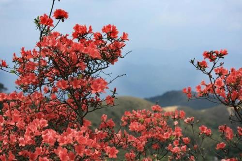 杜鹃花的香味怎样形容