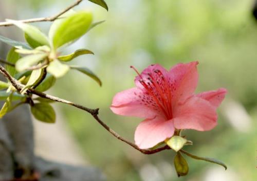 杜鹃花有没有毒