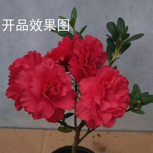 大富贵杜鹃花好养吗