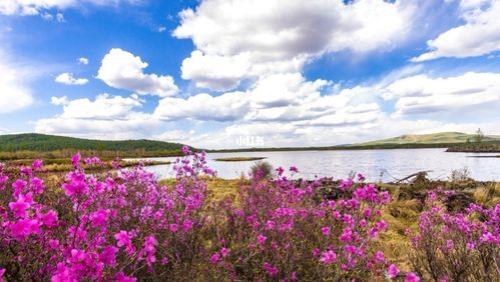 阿尔山杜鹃节介绍