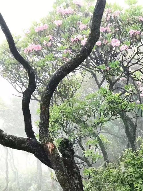 深山鸣杜鹃最好的下联