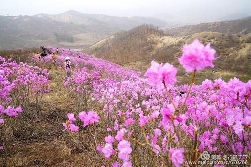 丹东红杜鹃介绍