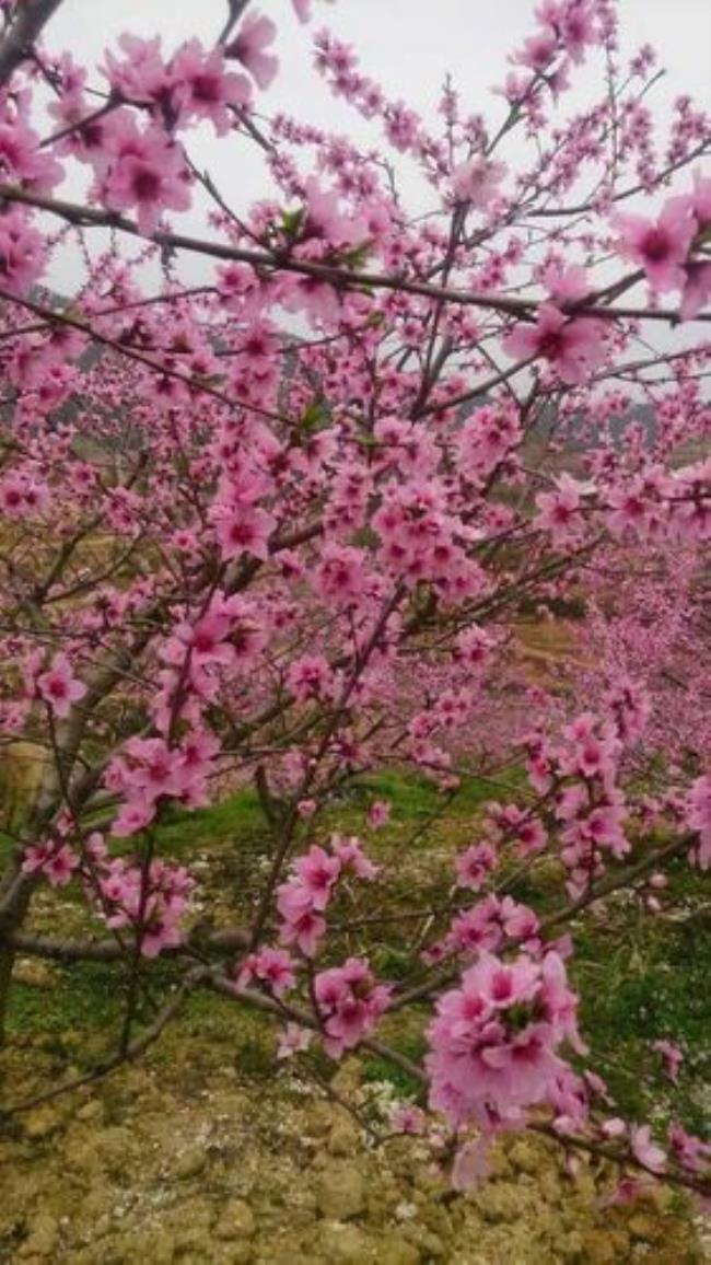 又是一年春来到