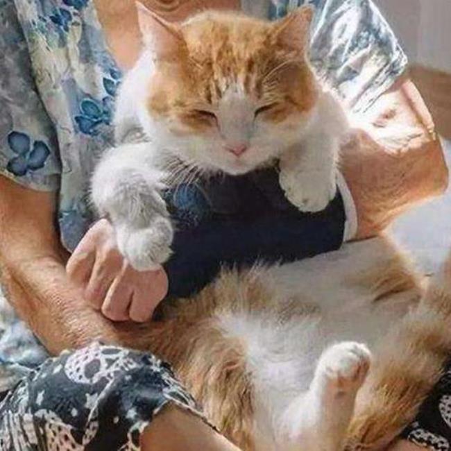 老婆想养猫怎么办