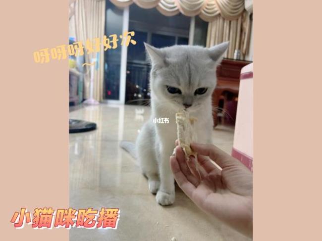 猫吃什么样的鸡胸肉