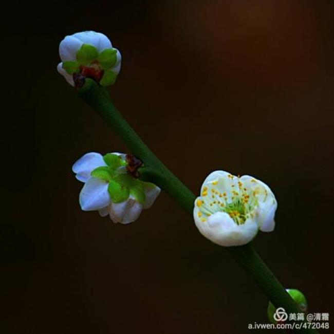 一剪梅春赏百花冬观雪诗意