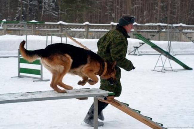 部队上是如何训练军犬的