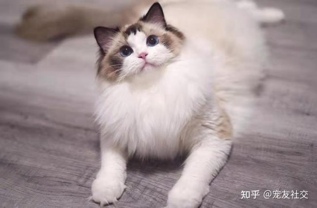 布偶猫需要怎么陪伴