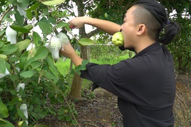 为什么芭乐果熟了里面有虫