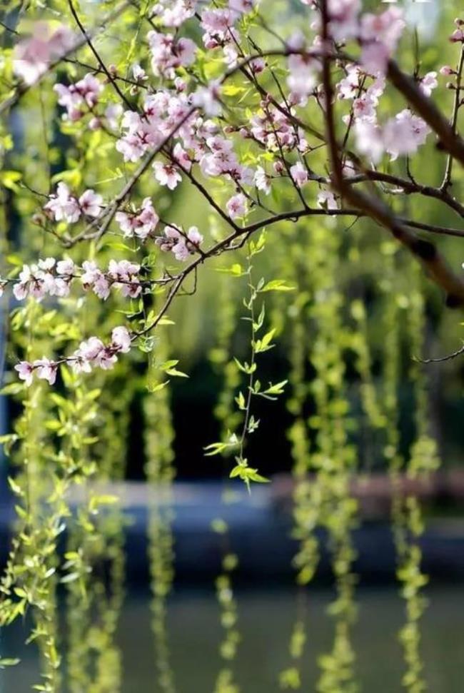 人间四月芳菲雪什么意思