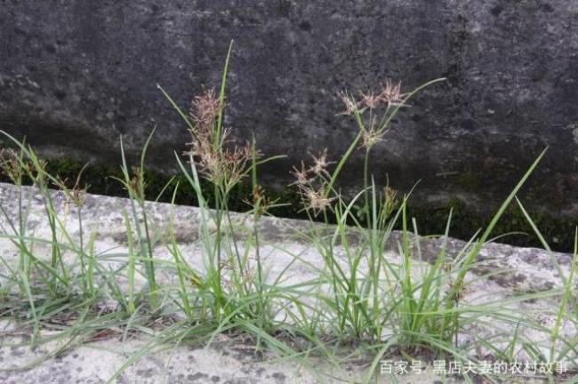 香附草开花流蜜吗