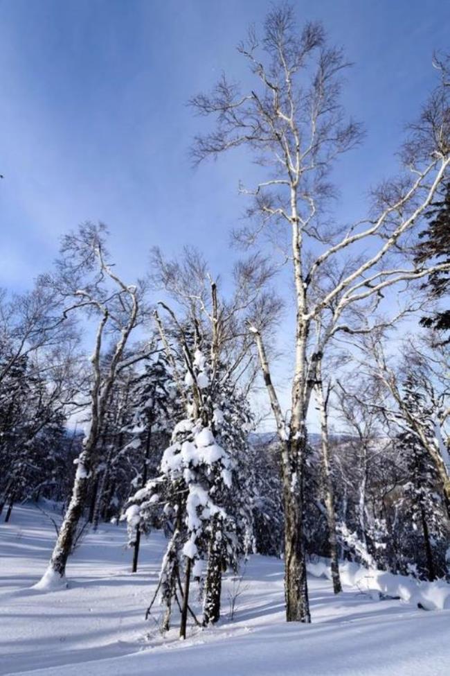 雪的四个特点