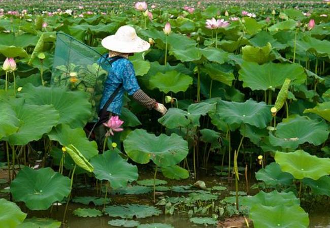 荷花代表什么女人