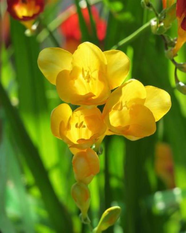 麦兰花期什么时候开花