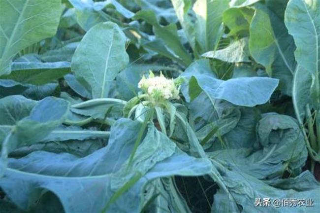 花椰菜在植物学上是怎样分类的