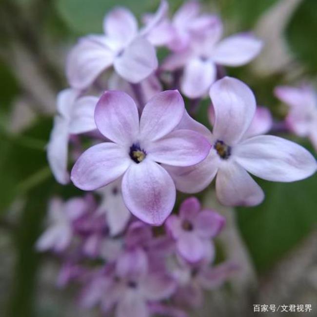 丁香花是几片花瓣